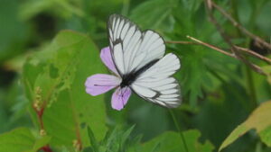 湯の丸高原のミヤマシロチョウ　気候変動の影響受け絶滅寸前に
