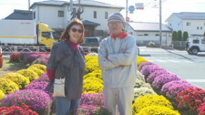 道行く人を楽しませたい　国道沿いのドーム菊見ごろ　上田市生塚