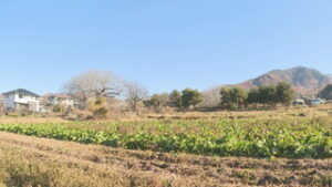 まるっと０２６８　１１月２１日　上田市議会１２月定例会開会・さなだの郷野沢菜まつり