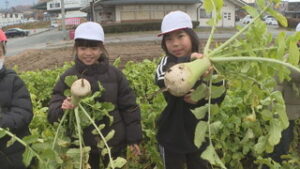 信州の伝統野菜　上田市立神科小学校３年生　山口大根を収穫
