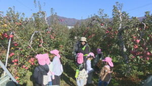 坂城町立南条保育園　りんごの収穫体験　坂城町