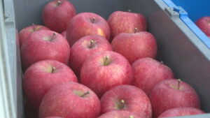 フジ収穫が大詰め　色・甘さ十分も　食害が悩み　上田市真田町本原