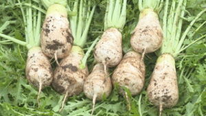 ３年ぶりの開催　坂城町でねずみ大根まつり　坂城町中之条