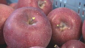 JA信州うえだ　ふじりんごの出荷始まる　上田市殿城