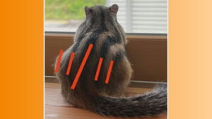 １１月１１日は何の日？