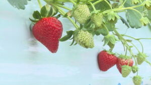 旬のいちご　シーズン到来　上田市東山観光農園