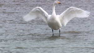 千曲川にコハクチョウ飛来　上田市塩川