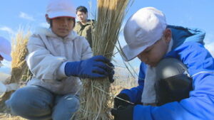 東御市立祢津小学校４年生　ワイン用ブドウの木の藁巻き作業　東御市祢津