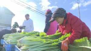初日は６５０㎏収穫　東御市で野沢菜の販売会　東御市加沢