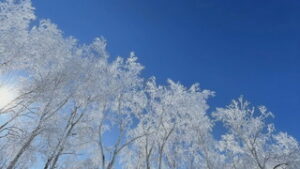 菅平が全国２位の寒さ　上田・東御も今季最低記録を更新