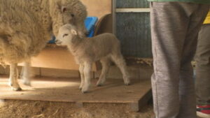 ヒツジの赤ちゃんが誕生　上田市立中塩田小学校