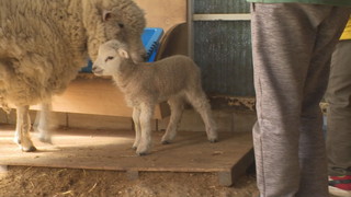 ヒツジの赤ちゃんが誕生 上田市立中塩田小学校 - UCVの番組 - UCV 上田