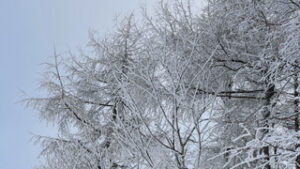 最低気温が全国で一番の寒さ　上田市菅平高原