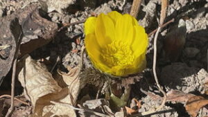 春らしい陽気　フクジュソウも開花