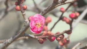 昨年より２週間早く　梅が開花　上田城跡公園