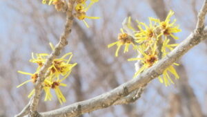暖かな陽気続く　マンサクの花も　東御中央公園