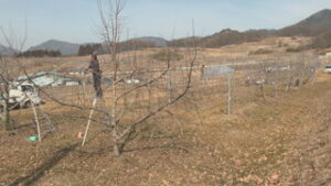 気温上昇・少雨に懸念も　実り期待し　りんご剪定作業　上田市真田町