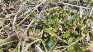 二十四節気　啓蟄