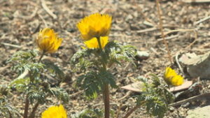 季節の映像　民家を彩る春の花　上田市上塩尻