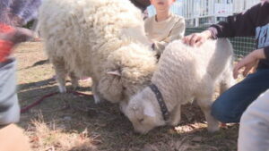 すくすく成長中　ヒツジの赤ちゃん　上田市立中塩田小学校