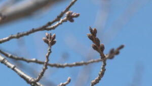 気象予報士　小菅毅さんが予想　上田城跡公園のサクラの開花は