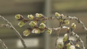 巣立ちの日を華やかに　卒業式に向けて　サクラ準備　青木小学校