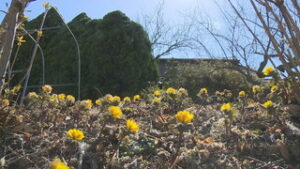 本格的な春待ちわびて　青木村で一面のフクジュソウ　青木村夫神　