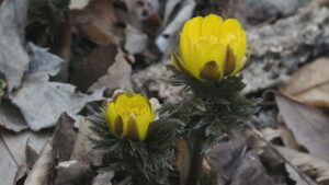 太郎山　フクジュソウ