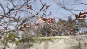 �V�_���U�N���E���}�U�N���@���X�ɊJ�ԁ@��c��Ռ���