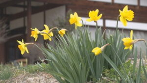 花の便り続々と　スイセン咲きはじめ　信州国際音楽村