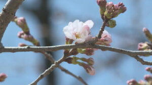 ��c��Ռ����@�\���C���V�m�@�����ĂȂ����������J�Ԑ錾