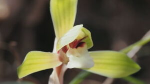 太郎山のシュンラン