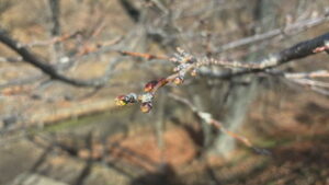 桜の開花・満開予想　上田の開花は　３月３１日か　上田城跡公園