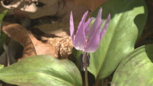 大圓寺　春の便り　カタクリ見ごろ　上田市富士山