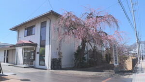 まるっと０２６８　・上小漁業協同組合シダレザクラ一分咲　・第３２回米津会洋画作品展