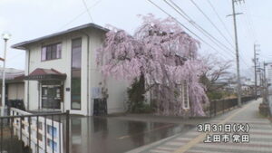 上小漁協のシダレザクラが満開　上田市常田