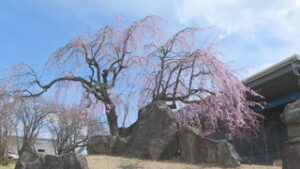 会社のシンボル的存在　宮原酸素のシダレザクラ満開に　東御市