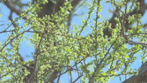 季節の映像　冬枯れの中　鮮やかな芽吹き　虚空蔵山　山頂付近