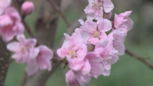 バイパス沿い　２週間早くハナモモの開花進む　上田市常磐城