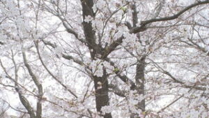 まるっと０２６８　４月４日　神川合戦場桜まつり・グリーンファームカレッジ