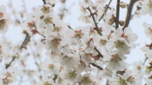 ３種類１３０本の梅が見ごろに　青木村村松