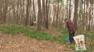 山菜好きが高じて　東御市祢津の倉嶌さん　行者ニンニクを栽培　