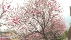 今年は他の花と共演　押出川　ハナモモ見ごろ　上田市中央６丁目