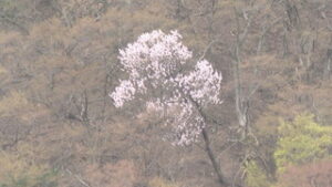 畑を飛び出した果物の花　野生化した“モモとアンズ”　虚空蔵山山麓