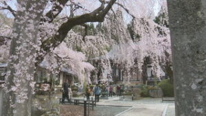 ���J�ɑ����̉Ԍ��q�@���J���̃V�_���U�N���@��c�s�^�c����