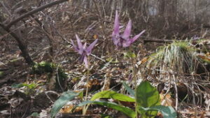 太郎山裏参道のカタクリ