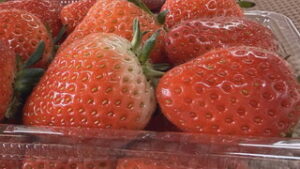 季節の味だより　東山観光農園　やよいひめ　上田市富士山