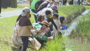 今年も多くのホタルを　下塩尻で幼虫を放流　上田市下塩尻