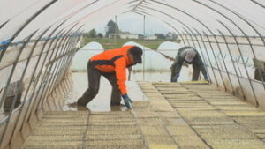 東御市八重原　株式会社太陽と大地　田植えを前に稲の苗づくり