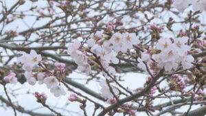 青木村でソメイヨシノ開花　青木診療所